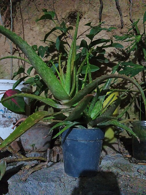 Aloe Vera
