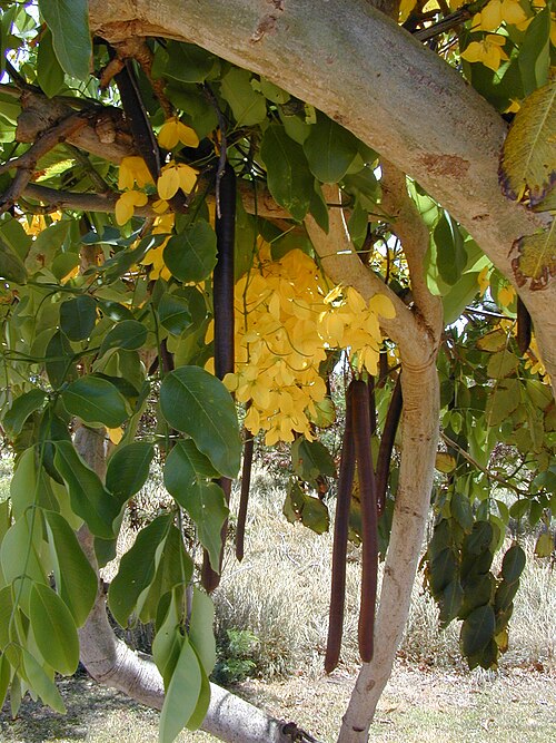 Amaltas