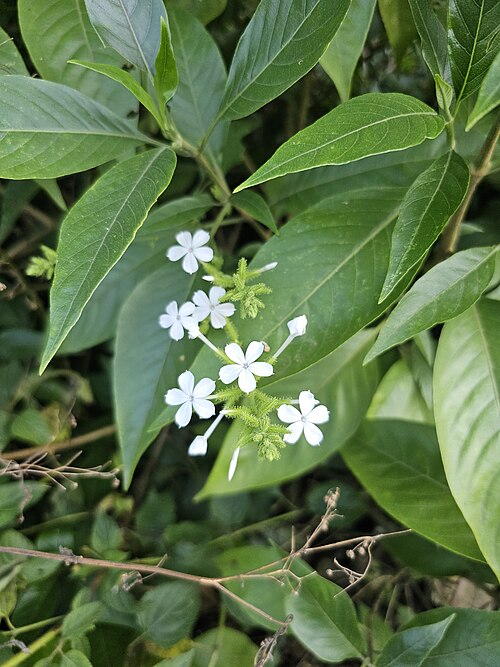 Chitrak