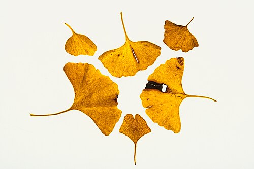 Ginkgo Biloba