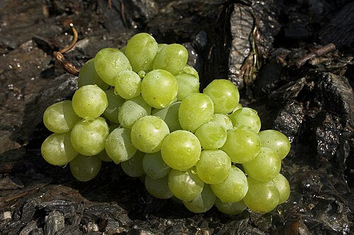 Grape Seed