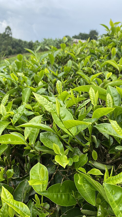 Green Tea