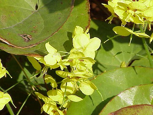 Horny Goat Weed