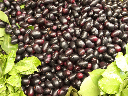 Jamun