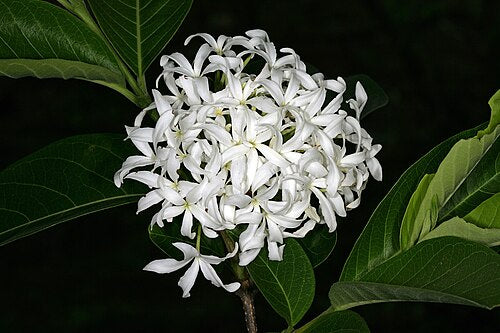 Kutaj