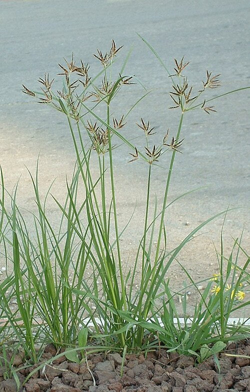 Nagarmotha