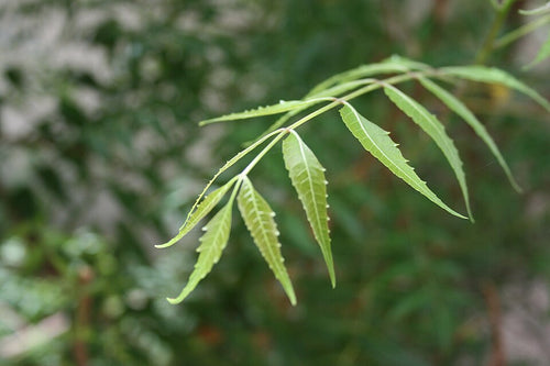 Neem