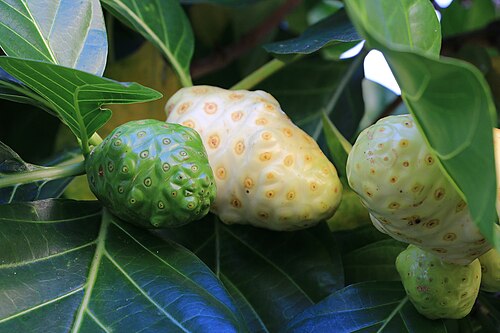 Noni